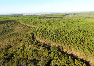 Bracell é reconhecida pela primeira vez no Prêmio Expressão de Ecologia