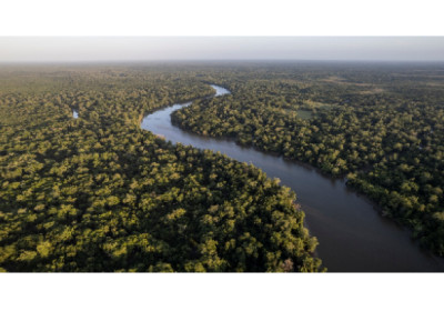 Petrobras e BNDES firmam parceria para reflorestar a Amazônia e fortalecer o mercado de créditos de carbono