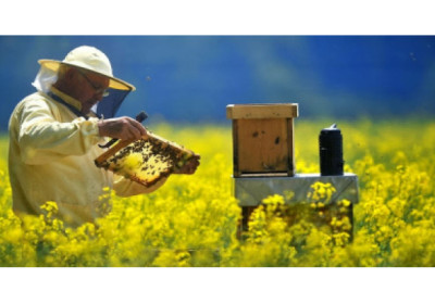 Com apoio da Suzano, apicultores(as) capixabas geram renda e fortalecem produção sustentável de mel