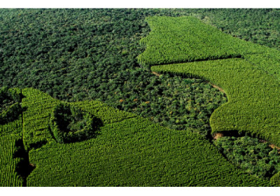Suzano restaura mais de 1,7 mil hectares de Mata Atlântica no Estado de São Paulo