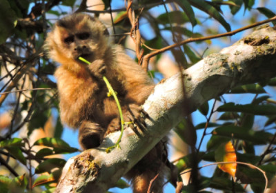 Suzano conecta área equivalente a mais de 200 mil campos de futebol por meio de corredores ecológicos em quatro anos