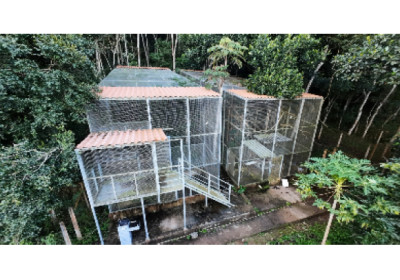Parceria entre Samarco e UFV gera dados inéditos para conservação de 22 espécies ameaçadas na Bacia do Rio Doce