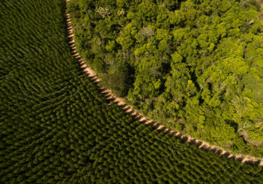 Suzano alcança 975 mil hectares de áreas destinadas à conservação