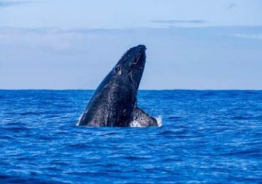 Vitória terá centro de pesquisas sobre as baleias Jubarte