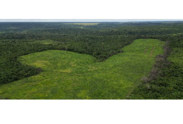 Suzano e Sofidel se unem em programa piloto para proteger a biodiversidade e apoiar comunidades locais na região Amazônica