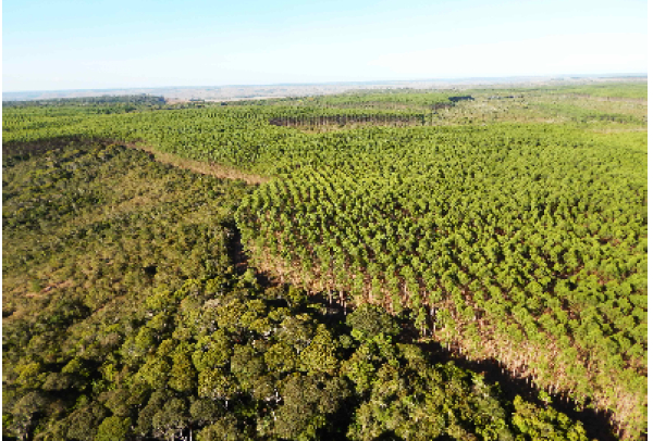 Bracell é reconhecida pela primeira vez no Prêmio Expressão de Ecologia