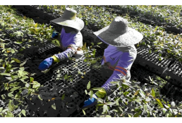 ArcelorMittal BioFlorestas celebra 68 anos de operação e 20 anos de Certificação FSC®