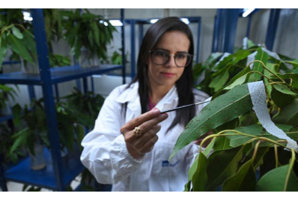 Gerdau inova com Inteligência Artificial para proteger suas florestas de eucalipto em Minas Gerais