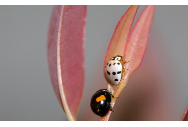 Suzano utiliza exército de joaninhas no combate a pragas