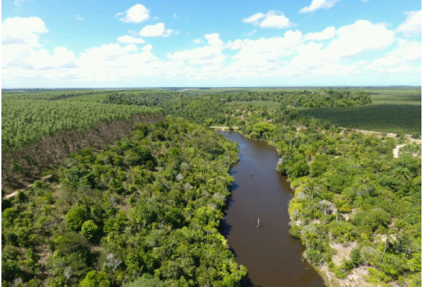 Suzano reforça compromisso ambiental com corredores para interligar fragmentos da Mata Atlântica