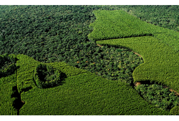 Suzano restaura mais de 1,7 mil hectares de Mata Atlântica no Estado de São Paulo