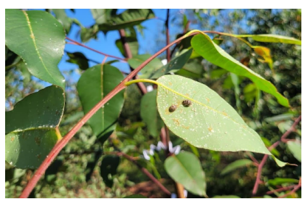 De joaninhas a microvespas, mais de 153,8 milhões de insetos auxiliam na proteção natural de florestas da Suzano em MS