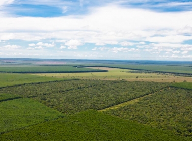 Fibria aprimora sua operação florestal com tecnologia a bordo das máquinas de colheita