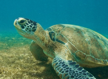 ArcelorMittal Tubarão e Projeto Tamar completam 20 anos de parceria com quase 5 mil tartarugas-verdes catalogadas