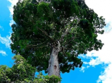 Árvore encontrada na Reserva Natural Vale está entre as descobertas recentes mais incríveis do mundo