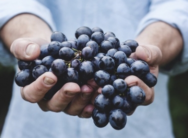 Recursos do Bandes incentivam produção de frutas