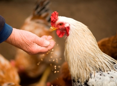 Cadeia produtiva de frango de corte tem apoio do Programa de Avicultura do Bandes