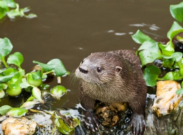 Dia da Biodiversidade terá maratona de vídeos sobre as espécies do Brasil