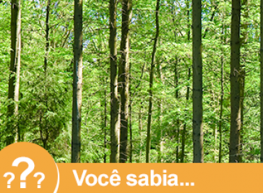Você sabia que o volume de exportações do setor florestal no Brasil cresceu nos últimos 11 meses?