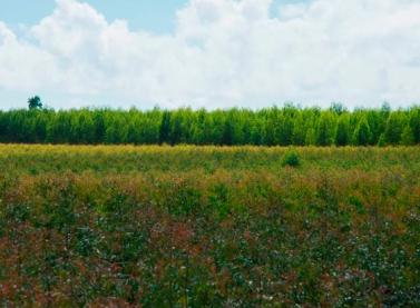 Fibria usa tecnologia inédita no país para monitorar e ter visão tridimensional da floresta