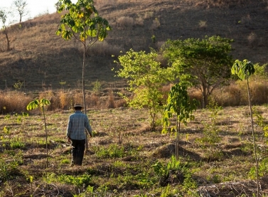 Fundacao Renova lança edital para programa de restauração florestal