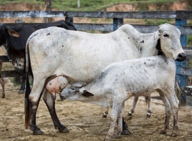 Fundação Renova e Emater promovem curso para criadores de gado leiteiro em Barra Longa