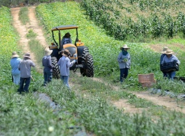 Produção Rural em retomada ao longo do Rio Doce