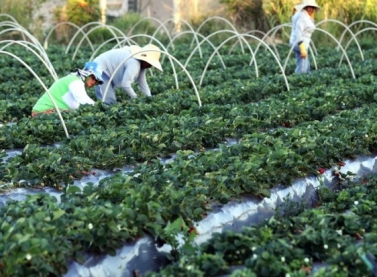 Projeto apoiado pela Suzano impulsiona a venda de 19 toneladas de alimentos da Agricultura Familiar no ES