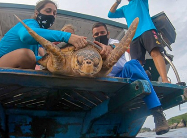 Projeto de Monitoramento de Praias registrou mais de doze mil animais este ano no litoral brasileiro