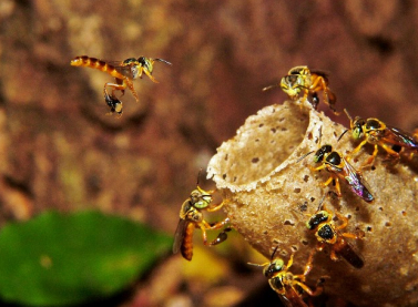 Projeto de criação de abelhas sem ferrão abre inscrições para famílias de comunidades em Linhares (ES)