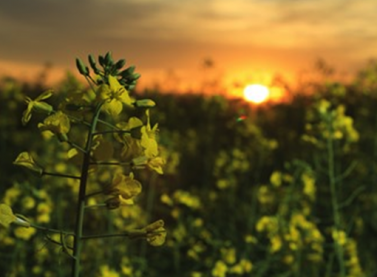 Seleção pública internacional possibilitará financiamento de tecnologias e modelos de negócio para redução do gás metano