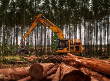 Suzano contrata operadores de colheita em Brasilândia (MS)