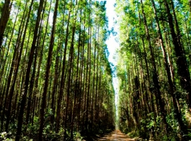 Suzano investe R$ 1,4 bilhão no primeiro trimestre