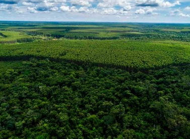 Nova espécie de árvore é encontrada durante monitoramento de biodiversidade da Suzano