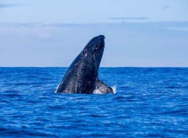 Vitória terá centro de pesquisas sobre as baleias Jubarte