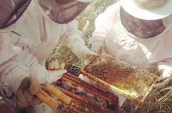 Armadilha para abelhas reduz riscos de acidentes na Fibria