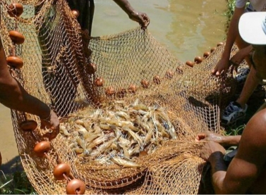 Fundação Renova: Pescadores de camarão de Vitória começam a receber indenização