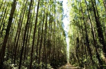 Fibria participa de conferência internacional sobre negócio florestal em Vitória