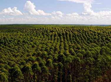 Liberação de crédito do Bandes destinado à agricultura sustentável supera os R$ 3,5 milhões em 2017