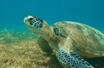 Parceria já tem mais de 3,5 mil tartarugas verdes avaliadas