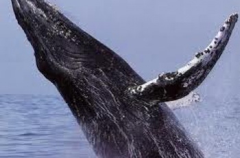Projeto patrocinado ajuda a evitar extinção de baleias Jubarte