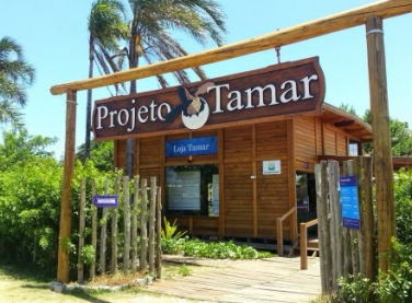 Petrobras e Tamar comemoram 35 milhões de tartarugas protegidas 