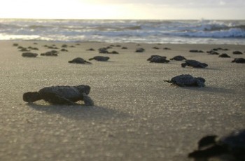 Tamar ultrapassa a marca de dois milhões de filhotes de tartarugas protegidos por ano