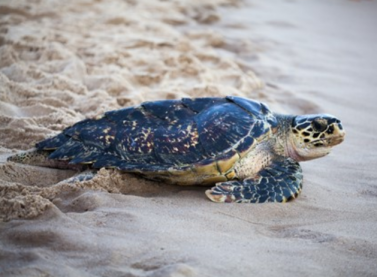 Tamar completa 40 anos na conservação de espécies de tartaruga marinha na costa brasileira