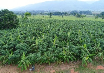 Fundo Vale e KTPL lançam fundo de R$ 200 milhões destinados a investimentos em negócios de impacto positivo na floresta