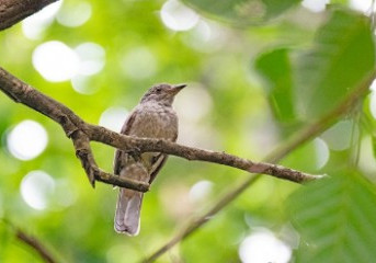 Pesquisadores buscam descobrir qual o som da Amazônia