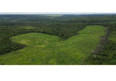 Suzano e Sofidel se unem em programa piloto para proteger a biodiversidade e apoiar comunidades locais na região Amazônica