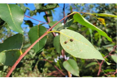 De joaninhas a microvespas, mais de 153,8 milhões de insetos auxiliam na proteção natural de florestas da Suzano em MS