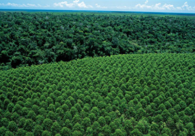 Dia da Árvore: Suzano reforça compromisso com desmatamento zero e conservação da biodiversidade