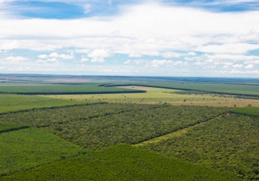 Fibria aprimora sua operação florestal com tecnologia a bordo das máquinas de colheita